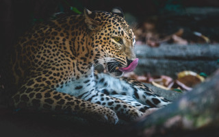 Leopard tongue out shade tree - a leopard free wallpaper