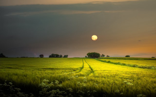 Sunset trail tree field cloud - bernd fasching free wallpaper
