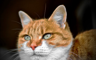 Cat green eyes serious macro - felix octavius carr darley free wallpaper