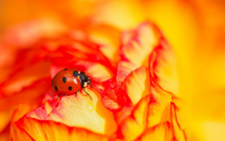 Ladybug yellowflower garden autumn macro - a lady bug free wallpaper