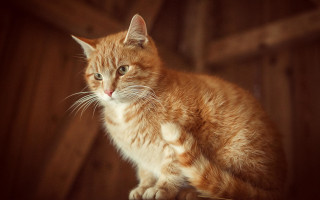 Cat wooden table window sill - a wooden table next free wallpaper