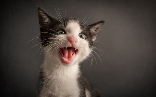 Cat open mouth sharp claws 4 - mouth wide free wallpaper