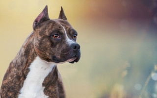 Dog spots elke vogelsang photorealism - on free wallpaper