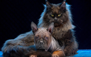 Cat dog blue surface hyperrealistic - hyperrealistic free wallpaper