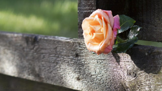 Rose wooden fence post green - a green field behind free wallpaper