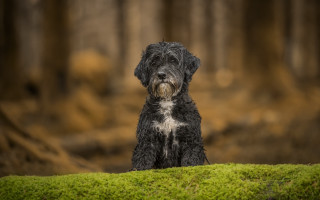 Black dog green field forest - a black dog free wallpaper
