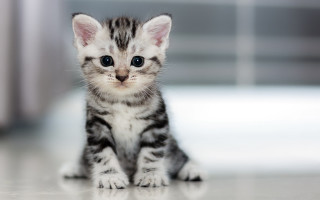 Kitten sad look blurry background - a small kitten free wallpaper