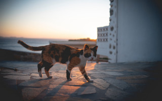 Cat walking ocean sunset tiltshift - a bench in the background free wallpaper