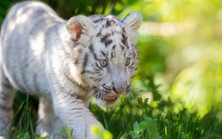 White tiger cub walking grass - looking free wallpaper for desktop