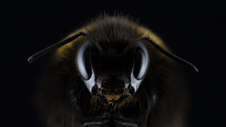 Bee horned macro monster realistic - a close up of a bee free wallpaper