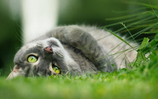 Black cat laying in grass - a white wall free wallpaper for desktop