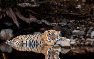 Tiger water forest rocks fallen - fallen free wallpaper