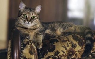 Regal floral cat green eyes - cat free wallpaper for desktop