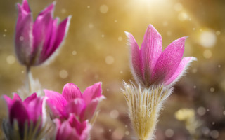 Flower bokeh hydrangea lotus pink - a blurry background behind free wallpaper