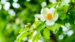 White flower yellow center water 3 - green leaf and water droplets free wallpaper