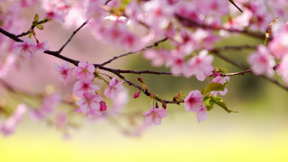 Pink flowers branch spring blossoms - a field of grass and trees free wallpaper