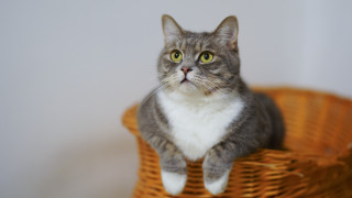 Serious black cat in basket - a basket free wallpaper