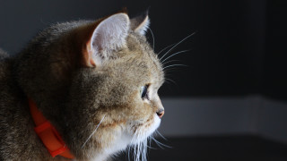 Cat collar macro light shallow - new objectivity free wallpaper