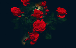 Red roses bouquet black background - a bouquet free wallpaper