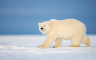 Polar bear snow field blue - polar free wallpaper