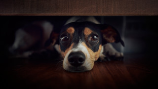 Sad dog looking up on - its face and nose free wallpaper