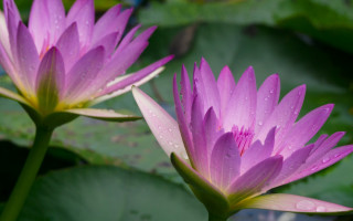 Pink water lilies water droplets - ella guru free wallpaper