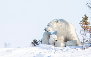 Polar bear cub snow ecological - eric deschamps free wallpaper