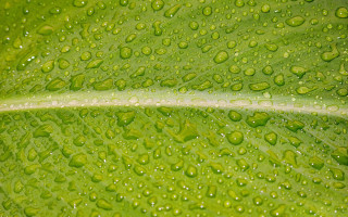 Green leaf water drops closeup 3 - high detail 4k free wallpaper