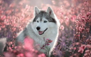 Husky flower field pink blossoms - husky free wallpaper