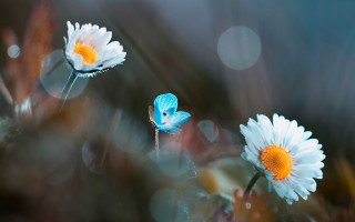 Blue butterfly white flower macro - a blue butterfly free wallpaper