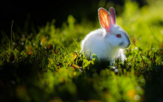 White rabbit dew grass christmas - dew free wallpaper