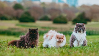 Three cats field city blurry - animal photography free wallpaper