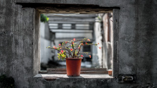 Potted plant window sill starry - david diao free wallpaper