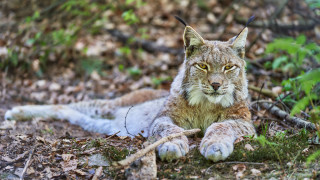 Lynx sad woods photography bokeh - sad free wallpaper