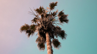 Palm tree blue sky clouds 8 - a palm tree free wallpaper