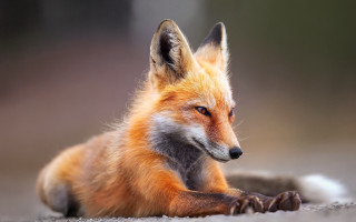 Red fox lying ground looking - a red fox free wallpaper