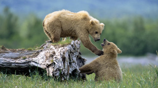 Bear cub playing log grass - a mountain in the background free wallpaper