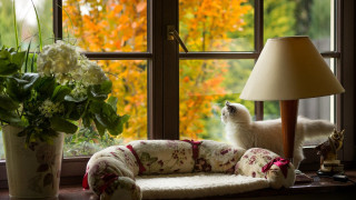 Cat couch window lamp vase - a lamp free wallpaper
