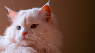 White cat blue eyes serious 7 - a white cat free wallpaper