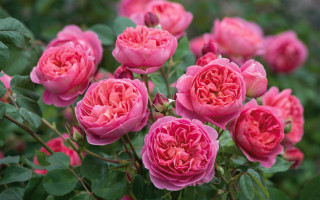 Pink roses garden blooming green - pink rose free wallpaper