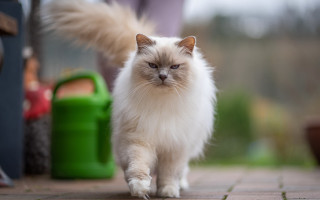 White cat brickfloor green trashcan - angry free wallpaper