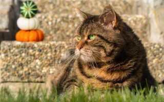 Cat grass wall pumpkins background - pumpkin free wallpaper