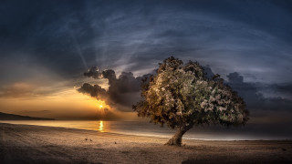 Tree beach sunset clouds water - amazing free wallpaper