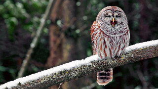 Barred owl snow branch open - free winter wallpaper