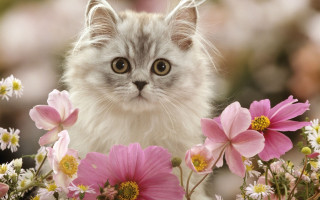 Sad cat flower field impressionism - a sad look free wallpaper