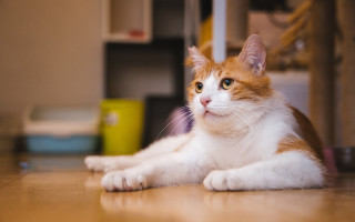 Curious cat laying floor photorealistic - bian jingzhao free wallpaper