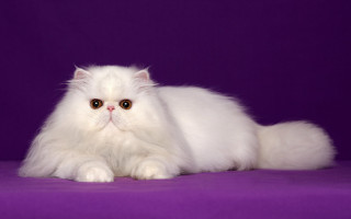 White cat longhair purple rococo - a long hair free wallpaper