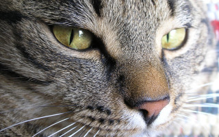 Green eyes cat closeup blurry - a close up of a cat free wallpaper