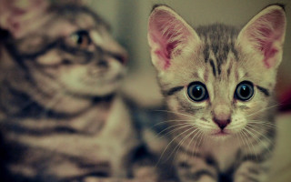 Kittens bed symmetrical eyes blurry - symmetrical eye free wallpaper