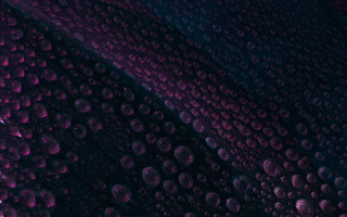 Purple black water droplets rose - synchromism free wallpaper for desktop